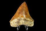 Serrated, Fossil Megalodon Tooth - Indonesia #149836-2